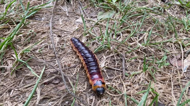 Close-up of a large Cossus cossus caterpillar crawling on stony soil with grass. Body of a red-orange caterpillar close-up outdoors