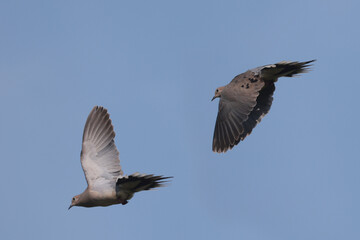 Two Mourning doves in flight