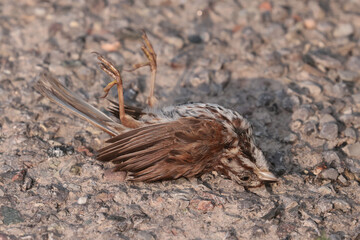 Bird Roadkill on country concession