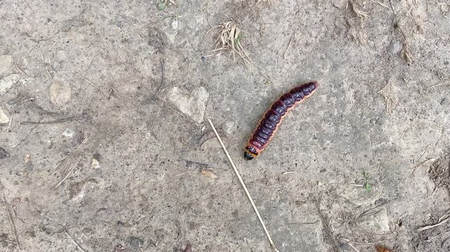 Close-up of a large Cossus cossus caterpillar crawling on stony soil. Body of a red-orange caterpillar close-up outdoors