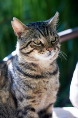 close-up of a gray cat sitting in the street and looking away