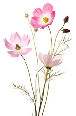 Fototapeta premium PNG Wild flowers blossom petal plant.