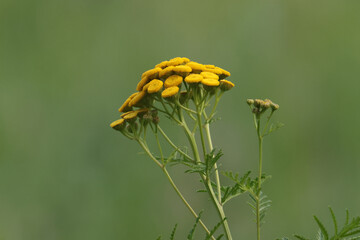 Tansy Wildflower