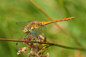 Full body closeup on a young male Ruddy darter, SYmpetrum sangiuneum against a green background