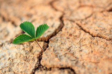 The green flower plant grows through cracks in the dry ground