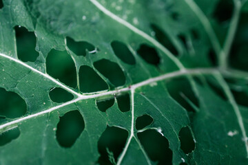there are a lot of holes from caterpillars on the plant