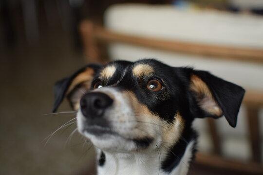 Perro mirando para arriba