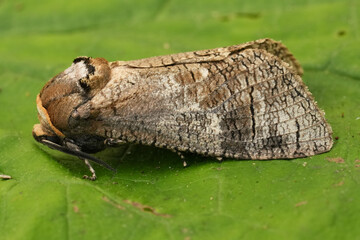 Closeup on the large European Goat moth, Cossus cossus apecies pest of broad-leafed trees