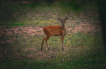 Deer come out to search for food on the edge of the forest near the Lam Takhong tent area, Khao Yai...