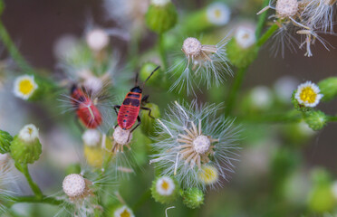 ladybird on a flower