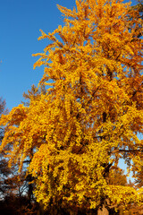 Fototapeta premium Beautiful ginkgo biloba tree with bright yellow leaves against blue sky in park or garden in autumn.
