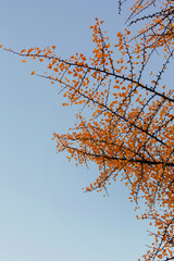 Beautiful branches of ginkgo biloba tree with bright yellow leaves against blue sky in autumn