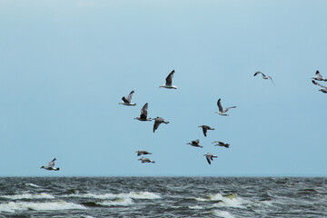 Birds fly over the waves on the sea during a storm.