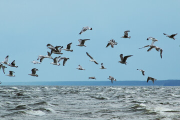 Birds fly over the waves on the sea during a storm.