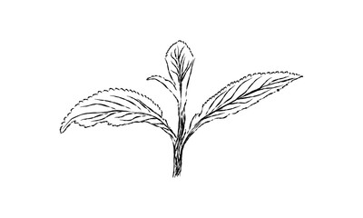 Elegant plant sketch with detailed leaves - ideal for digital designs and garden artwork