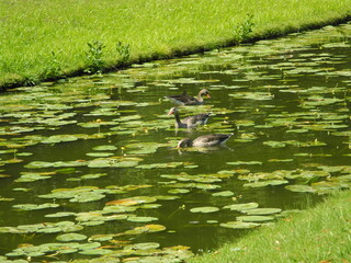 Drei graue Gänse im Teich © natalyapril