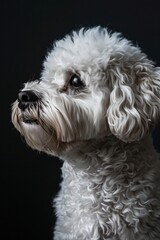 Adorable Bichon Frise Dog Portrait