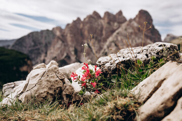 Alpine Flora with Cadini di Misurina Peaks in the Background