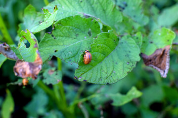 Colorado potato beetle larva on a potato leaf