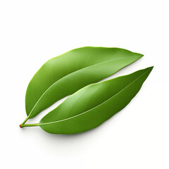 Obraz premium Two Green Bay Leaves Isolated on White Background