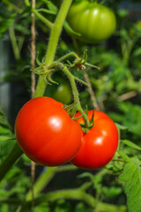 Ripe Red Tomatoes on the Vine