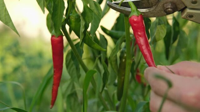 Harvesting chili peppers from a bush