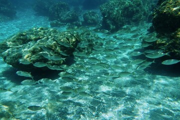 Snorkeling with the marine life, underwater photography. Aquatic wildlife in the ocean. School of...