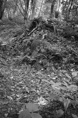 Boucle Mont Singer 29 Juillet 2024 - N&B