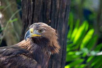A brown eagle is standing in front of a tree