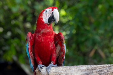 A red and blue parrot is perched on a wooden branch