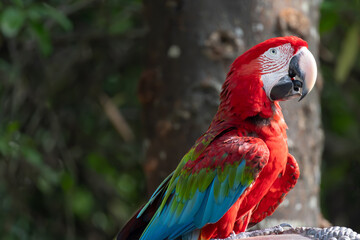 A colorful parrot is perched on a tree branch