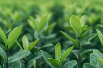 Obraz premium Mangrove forest protecting coastal habitats, natural balance, shoreline preservation