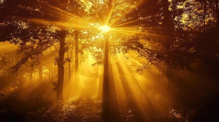 Enchanting silhouette of a forest with mist hanging in the air, pierced by golden morning sun rays.