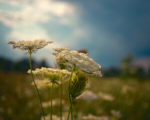Abstract landscape of blooming white flowers on a rural meadow