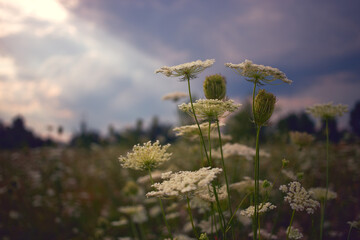 Abstract landscape of blooming white flowers on a rural meadow