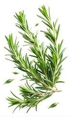 Flying Sprigs of Fresh Rosemary Isolated on a White Background Capturing Nature's Elegance and Flavor. Generative AI