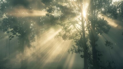 Fototapeta premium Morning light breaking through a foggy forest, casting an enchanting silhouette of the trees.