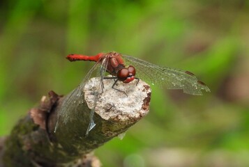 dragonfly on a leaf