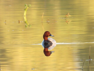 child jumping in water