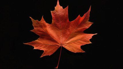 Single red autumn leaf isolated on a black background
