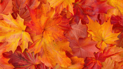 Colorful autumn leaves creating a vibrant fall background