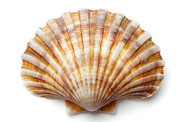 Obraz premium Beautifully Detailed Scallop Shell with Vibrant Colors and Patterns