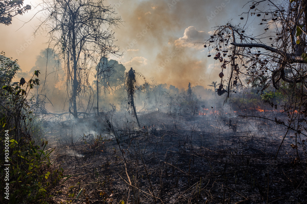 Wall mural amazon rainforest illegal deforestation fire on farm to clear land for soybean, cattle and agricultu