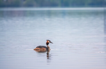 The waterfowl bird Great Crested Grebe swimming in the calm lake