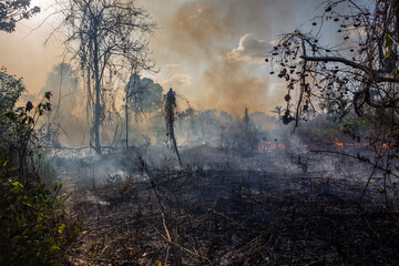 Amazon rainforest illegal deforestation fire on farm to clear land for soybean, cattle and...
