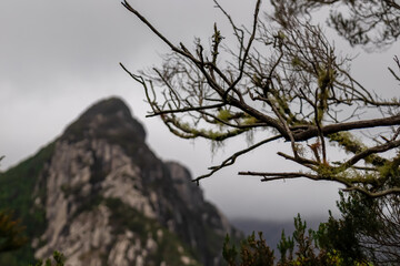 Focused close up view on tree branches. Blurred view on cloud covered mountain peak Roque Negro in Anaga massif seen from Afur on Tenerife, Canary Islands, Spain, Europe, EU. UNESCO tropical forest