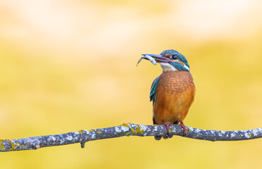 Kingfisher perched on a branch looking sideways with a fish in its beak