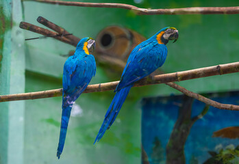 blue and yellow pair of macaws.