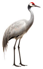 Fototapeta premium PNG Crane bird animal white background.