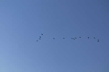 Obraz premium Flock of cormorant birds with blue background flying at sunrise in Lake Skadar National Park near Virpazar, Bar, Montenegro, Balkans, Europe. Bird watching in wilderness. Freedom concept